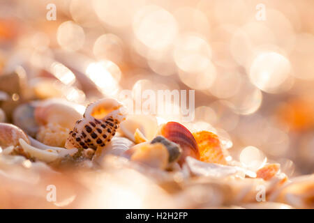 Seashells on the Mediterranean sea shore Stock Photo