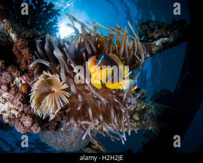 Under water photography of a Red Sea or two-banded clownfish (Amphiprion bicinctus) in a Sea Anemone (Actiniaria) Photographed i Stock Photo