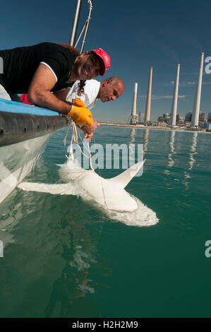 Researchers are tagging a sandbar shark (Carcharhinus plumbeus) in the Mediterranean sea. In recent years this shark has become Stock Photo