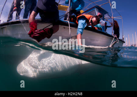 Researchers are tagging a sandbar shark (Carcharhinus plumbeus) in the Mediterranean sea. In recent years this shark has become Stock Photo