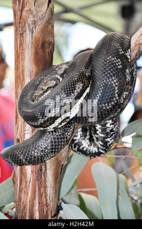 A coiled brown snake wrapped around weathered tree branch in green ...