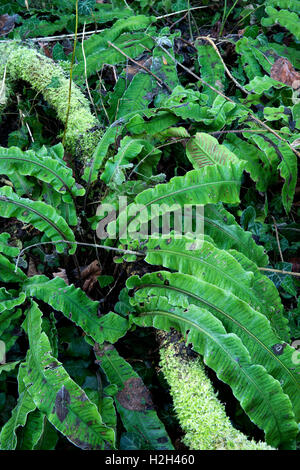 Frosted Hart's Tongue Fern ( Asplenum scolopendrium) and Male Fern ( Dryopteris felix-mas) growing beside the River Severn at Ironbridge, Shropshire. Stock Photo