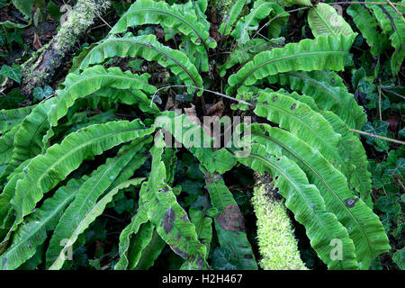 Frosted Hart's Tongue Fern ( Asplenum scolopendrium) and Male Fern ( Dryopteris felix-mas) growing beside the River Severn at Ironbridge, Shropshire. Stock Photo