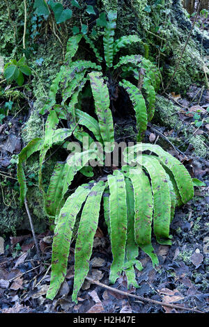 Frosted Hart's Tongue Fern ( Asplenum scolopendrium) and Male Fern ( Dryopteris felix-mas) growing beside the River Severn at Ironbridge, Shropshire. Stock Photo