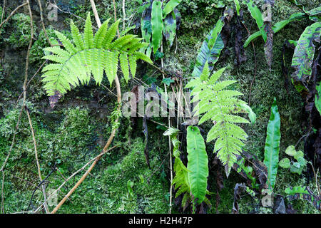 Frosted Hart's Tongue Feern ( Asplenum scolopendrium) and Male Fern ( Dryopteris felix-mas) growing beside the River Severn at Ironbridge, Shropshire. Stock Photo