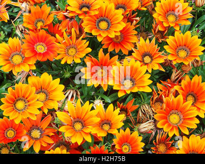 Orange gazanias (a drought tolerant plant native to South Africa) in full bloom. Stock Photo