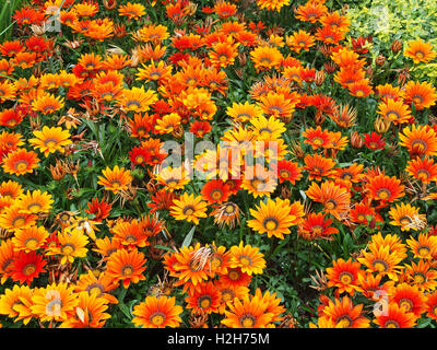 Orange gazanias (a drought tolerant plant native to South Africa) in full bloom. Stock Photo