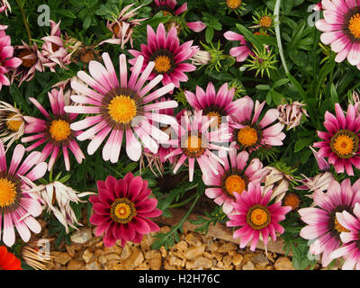 Orange gazanias (a drought tolerant plant native to South Africa) in full bloom. Stock Photo