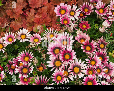 Orange gazanias (a drought tolerant plant native to South Africa) in full bloom. Stock Photo