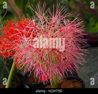 Close up macro shot of the flower head of a blood lily (Haemanthus multiflorus) also known as the blood lily. Stock Photo