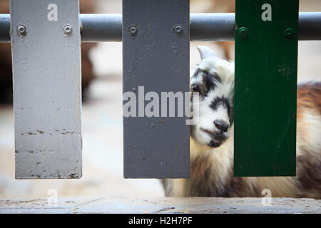 Goat is looking at the camera, through the fence Stock Photo