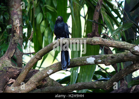 Male Asian Koel (Eudynamys scolopaceus) Stock Photo