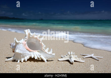 Sea shell and starfish on sandy beach with turquoise water, Hawaii Stock Photo