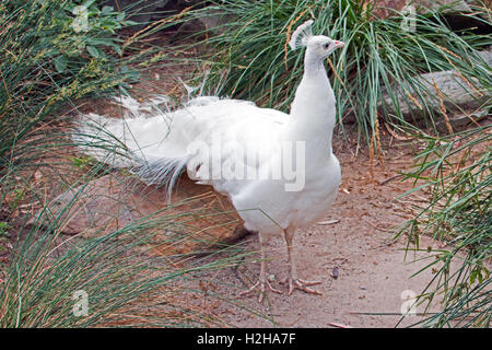 Albino Peacock in mountains outside Adelaide Australia Stock Photo
