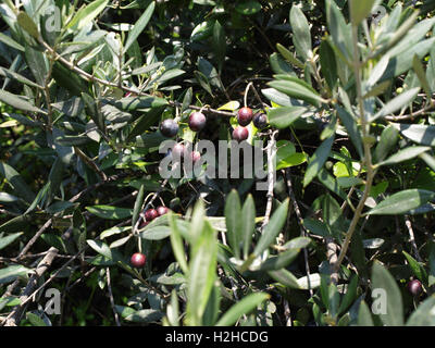 Close up of olive tree in Roda, Corfu, Greece Stock Photo