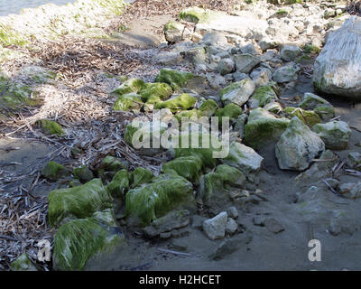 Algae covered rocks on shoreline Stock Photo