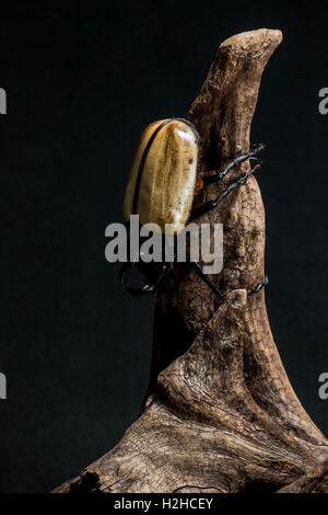 Five-horned Rhinoceros Beetle (Eupatorus gracilicornis) on the stump Stock Photo