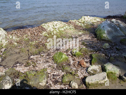 Algae covered rocks on shoreline Stock Photo