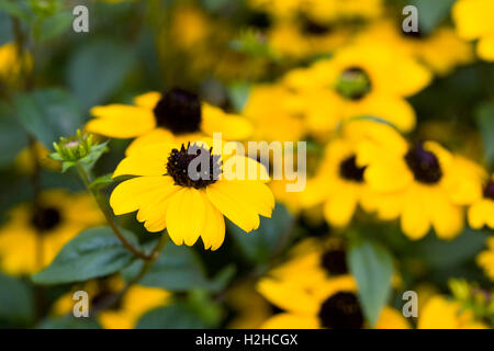 Rudbeckia triloba. Brown eyed Susan flowers. Stock Photo