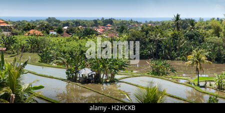 Indonesia, Bali, Lovina, northern coast terraced rice paddy fields at Banjar, panoramic Stock Photo