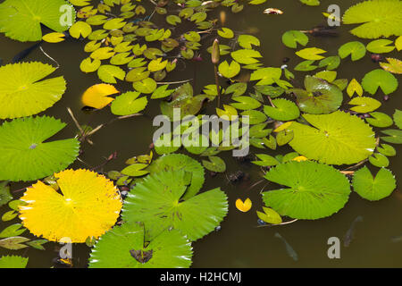 Indonesia, Bali, Semarapura, (Klungkung), Bale Kambang Floating Pavilion lake lily pads and fish Stock Photo