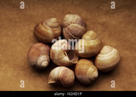 Shells of grape snails on old paper Stock Photo