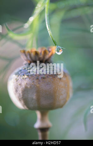 Dew drop on plant leaf in front of a poppy seed pod in autumn selective focus. Stock Photo