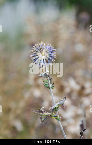 Echinops ritro veitchs blue. Globe thistle flower going to seed in an English garden Stock Photo