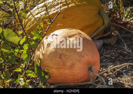 Pumpkin portraits - Large yellow and orange pumpkins growing in a Pumpkin Patch in Autumn, Portugal Stock Photo