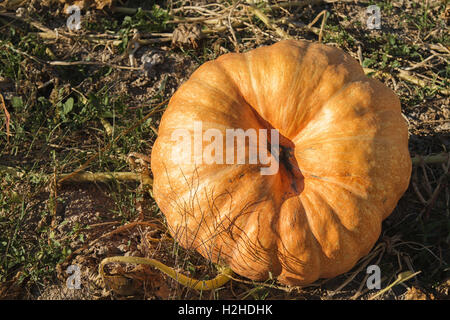 Pumpkin portraits - orange - Pumpkin Patch in Autumn, Portugal Stock Photo