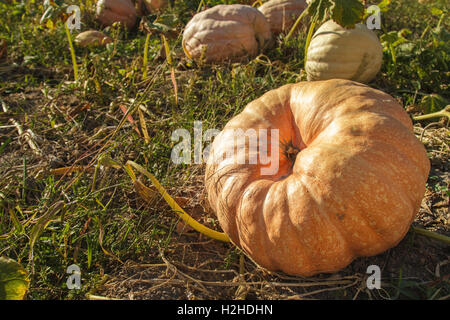 Pumpkin portraits - large and orange - Pumpkin Patch in Autumn, Portugal Stock Photo