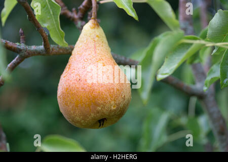 Single Conference Pear hanging from a tree during Sptember,Jersey,Channel islands. Stock Photo