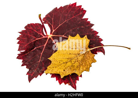 Fallen autumn leafs, isolated on white background Stock Photo