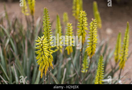 Aloe vera flower Stock Photo