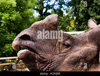 Rhino at Edinburgh Zoo Stock Photo