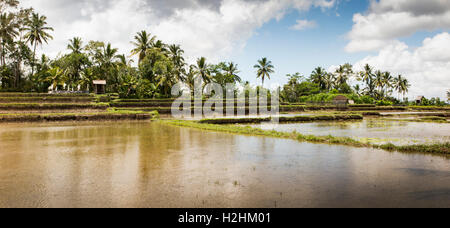 Indonesia, Bali, Pupuan, irrigated paddy fields flooded with water prepared to plant rice, panoramic Stock Photo
