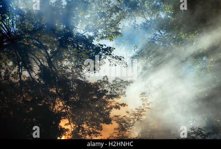 Smoke from a forest fire rises through the trees. Sunlight filters through the haze. Stock Photo