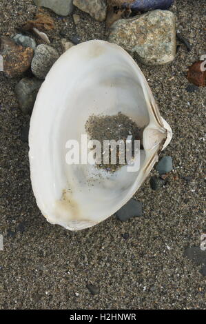 Close up of an Atlantic Surf Clam (Spisula solidissima) shell on beach. It's also known as a skimmer and bar clam. Hull MA Stock Photo
