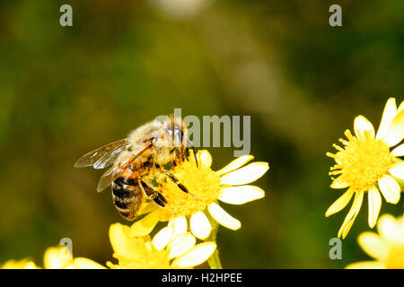 European Honey Bee (Apis mellifera, Apis mellifica) - Italy Stock Photo