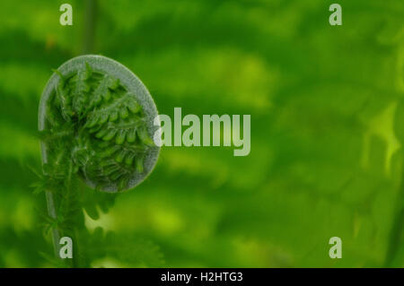 fern like a fern in at a sunny day, closeup Stock Photo