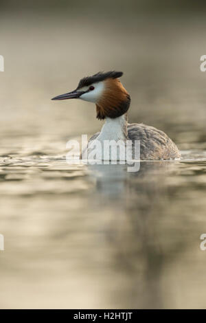 Great Crested Grebe / Haubentaucher ( Podiceps cristatus ) swimming on calm water, in soft backlight, frontal view. Stock Photo