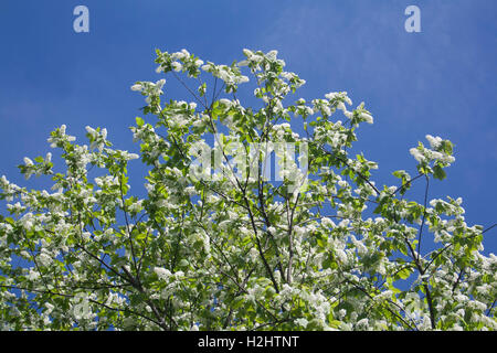 blooming bird cherry tree against blue sky Stock Photo