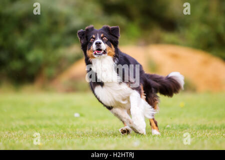 Australian Shepherd dog running on the meadow Stock Photo