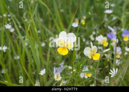 wild pansies in green grass Stock Photo