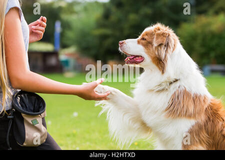 Australian Shepherd dog gives a girl the paw Stock Photo