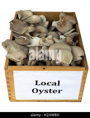 Fresh local oyster mushrooms at Hillhurst Sunnyside Farmers' Market Stock Photo