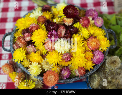 Bowl of strawflowers from Fort Calgary Historic Garden displayed at a fall harvest fair, Hillhurst Sunnyside Farmers' Market Stock Photo