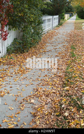 Fallen leaves on city sidewalk in autumn Stock Photo