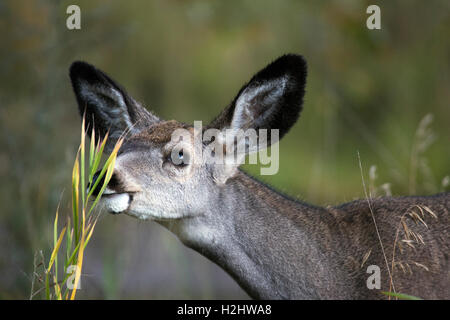 Mule deer doe (Odocoileus hemionus) grazing in prairie grassland Stock Photo