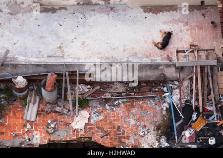 A German Shepherd Dog 'Canis lupus familiaris' laying down on a rooftop in Central Havana, Cuba. Stock Photo